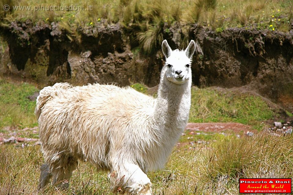 ECUADOR - Lama - 1.jpg